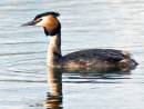 /gallery/data/501/thumbs/Another-Grebe.jpg