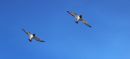 Oyster_Catchers_by_two_800.jpg