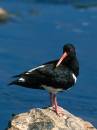 /gallery/data/501/thumbs/Oystercatcher_stood_on_rock_in_river_3.jpg