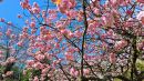 April_Blossoms_800.jpg