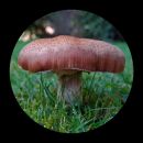 Mushroom_800_Magic_.jpg