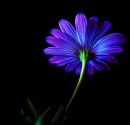 /gallery/data/505/thumbs/final_purple_flower_resize.jpg