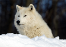 /gallery/data/513/thumbs/Arctic_Fox_1.png