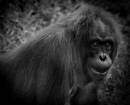 /gallery/data/513/thumbs/Orangutan_in_Black_and_White.jpg