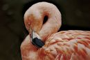 flamingo6.jpg