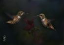 Hummingbirds.jpg