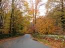 /gallery/data/2/thumbs/Grizedale_Forest.jpg