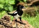 /gallery/data/501/thumbs/4-J-Magpie.jpg