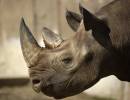 African-Rhino.jpg