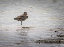 Black_Tail_Godwit.jpg