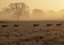 /gallery/data/501/thumbs/Fallow_Deer_in_the_mist.jpg