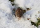 /gallery/data/501/thumbs/Field_Vole_Microtus_Agrestis_9-1-2021_8.jpg