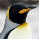 /gallery/data/501/thumbs/King_Penguin_3DF_5643_8x8_2.jpg