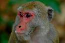 /gallery/data/501/thumbs/Macaque_close_up.JPG