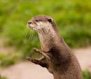 /gallery/data/501/thumbs/Otter_April.jpg