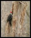 /gallery/data/501/thumbs/Pileated45121.jpg