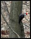 /gallery/data/501/thumbs/Pileated9-4902.jpg