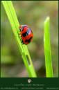 /gallery/data/501/thumbs/ladybug02.jpg