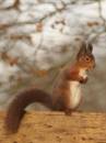 /gallery/data/501/thumbs/red_squirrel.jpg