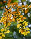 /gallery/data/505/thumbs/6BK0752_backlit_beech_in_autumn_2.jpg