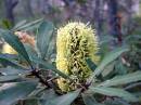 /gallery/data/505/thumbs/Banksia_oblongifolia.JPG
