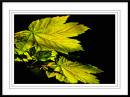 /gallery/data/505/thumbs/Leaves-_-Light-2.jpg