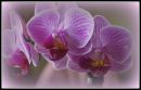 /gallery/data/505/thumbs/Orchid3.jpg
