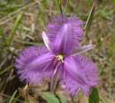 /gallery/data/505/thumbs/Purple_Fringe_Lily.JPG