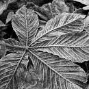 /gallery/data/505/thumbs/frosted_leaves_bw.jpg