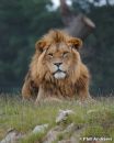 /gallery/data/513/thumbs/African_Male_Lion_1.jpg