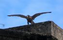 /gallery/data/513/thumbs/Peregrine_Falcon_Falco_Peregrinus_2.jpg