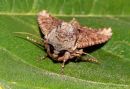 /gallery/data/514/thumbs/Common_Rustic_Moth.jpg