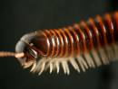 /gallery/data/514/thumbs/Millipede_rev_50_10_06_01321.jpg